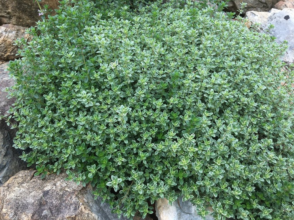 Cimbrișor Lămâios - Thymus Citriodorus Lemon - DocaPerene