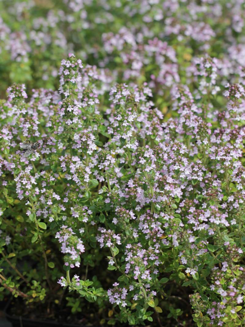 Cimbrișor Lămâios - Thymus Citriodorus Lemon - DocaPerene