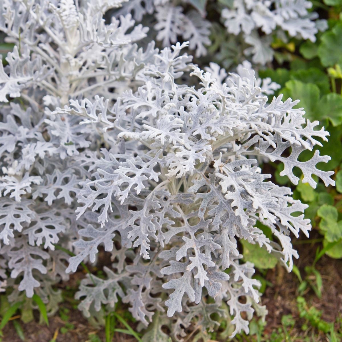 Cineraria Maritima 'Silver Dust' - DocaPerene
