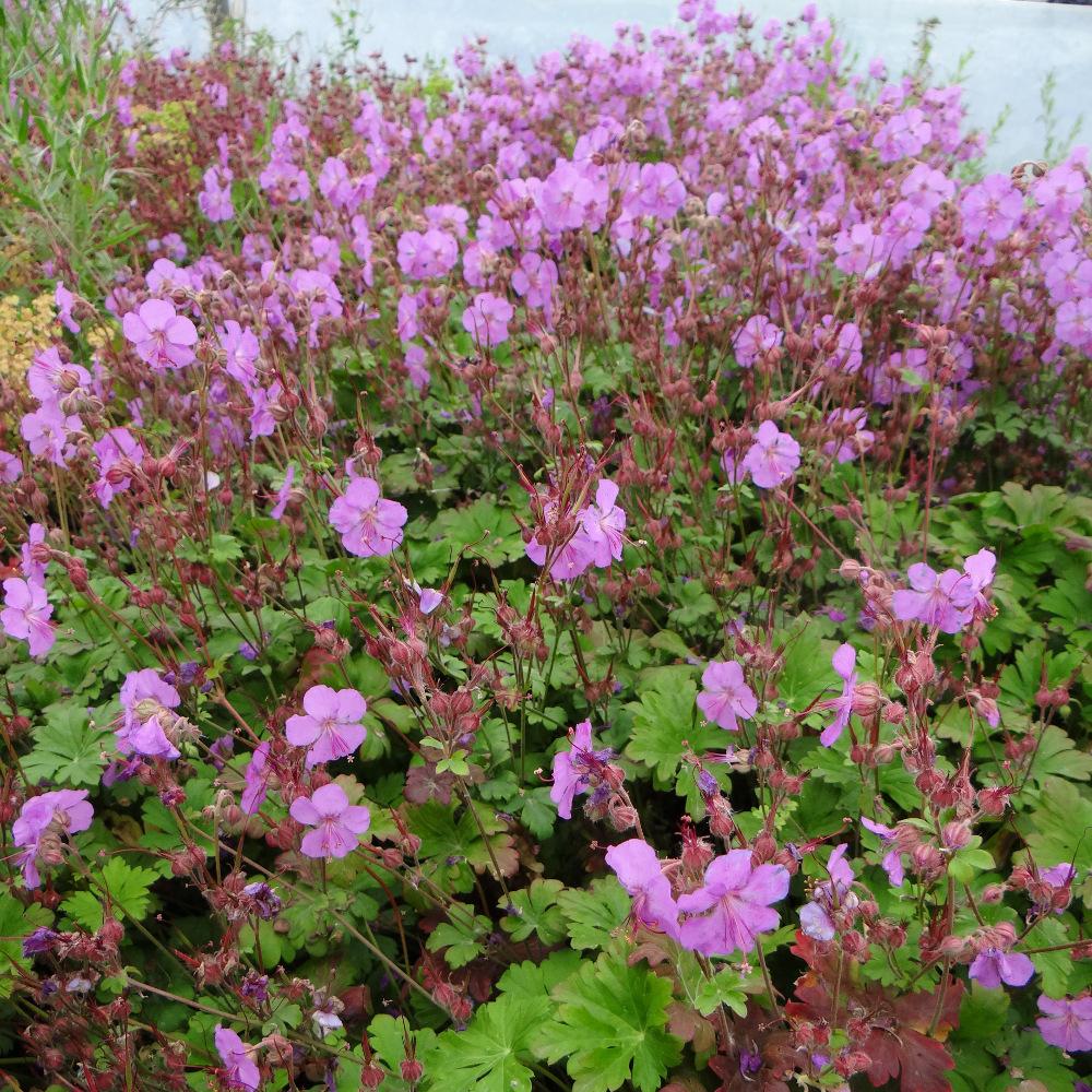 Ciocul Berzei - Geranium Cantabrigiense 'Cambridge' - DocaPerene