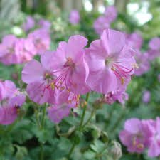 Ciocul Berzei - Geranium Cantabrigiense 'Cambridge' - DocaPerene