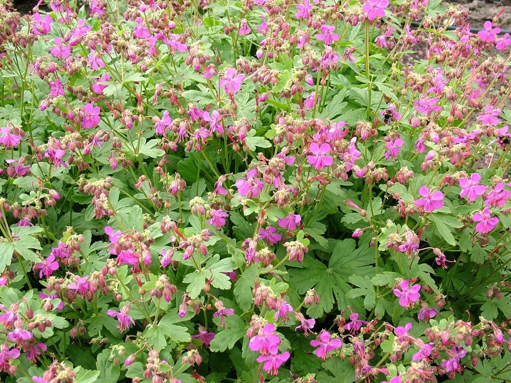 Ciocul berzei - Geranium macrorrhizum - DocaPerene