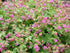 Ciocul berzei - Geranium macrorrhizum - DocaPerene