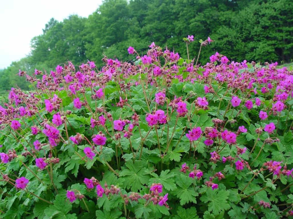 Ciocul berzei - Geranium macrorrhizum - DocaPerene