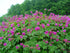 Ciocul berzei - Geranium macrorrhizum - DocaPerene
