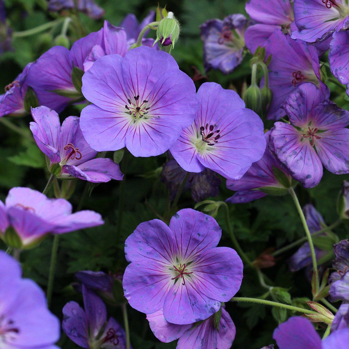 Ciocul Berzei - Geranium Wallichianum 'Bloom Me Away' - DocaPerene