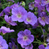 Ciocul Berzei - Geranium Wallichianum 'Bloom Me Away' - DocaPerene