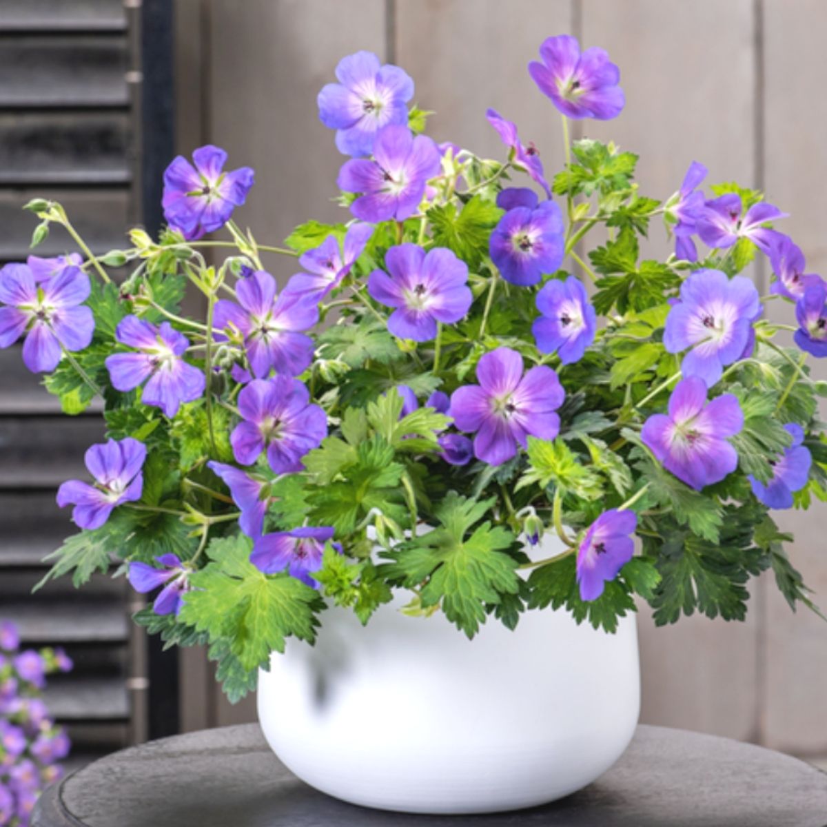 Ciocul Berzei - Geranium Wallichianum 'Bloom Me Away' - DocaPerene