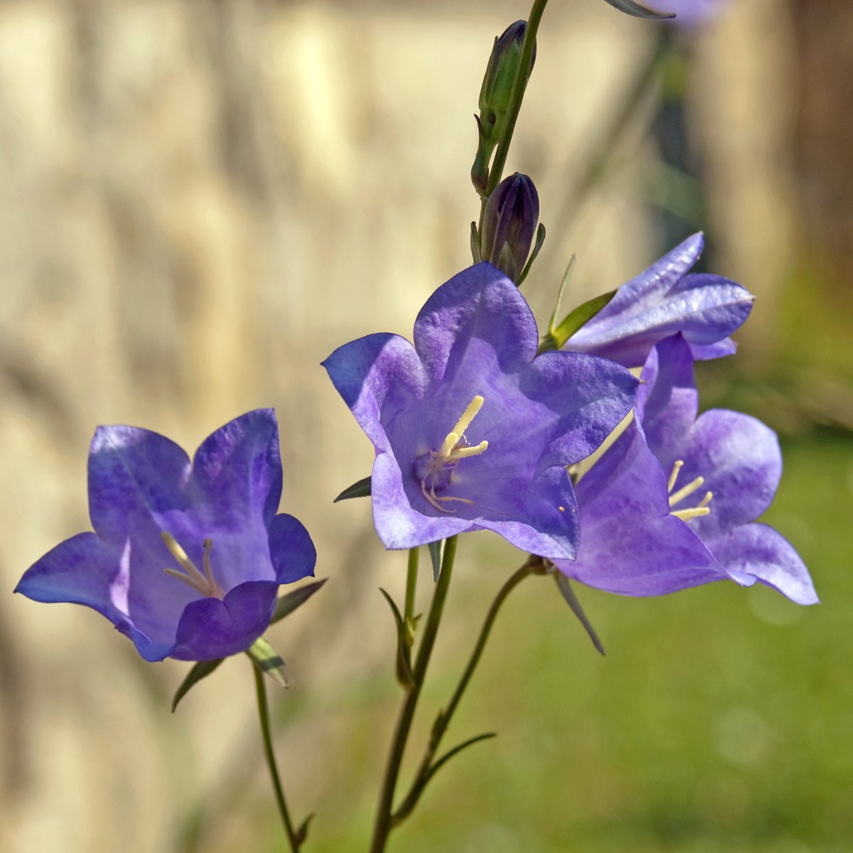 Clopoței - Campanula Persicifolia Caerulea - DocaPerene
