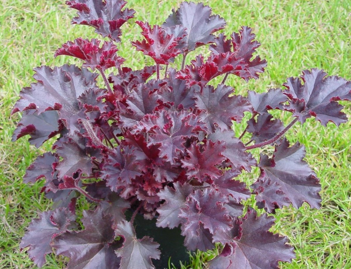 Clopoțel roșu-vișiniu – Heuchera Melting Fire