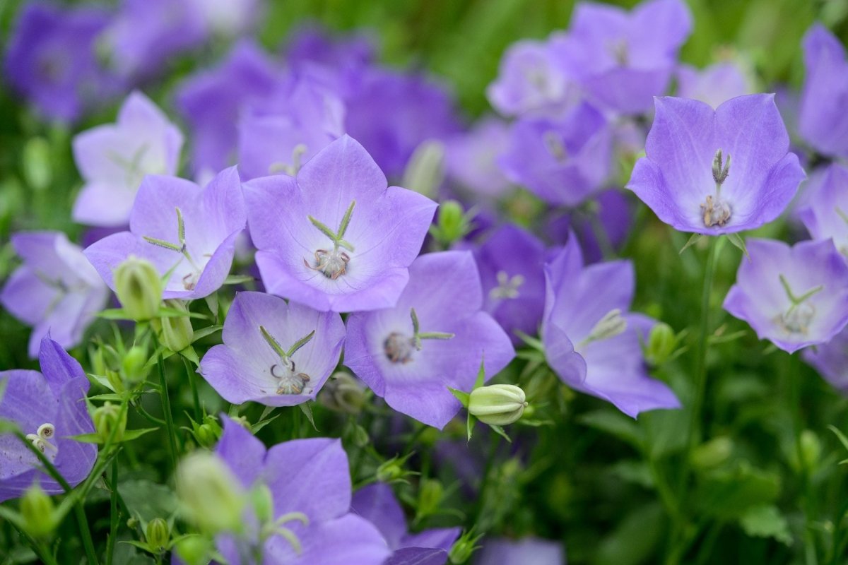 Clopoțelul Carpatic - Campanula Carpatica Carillon Blue - DocaPerene