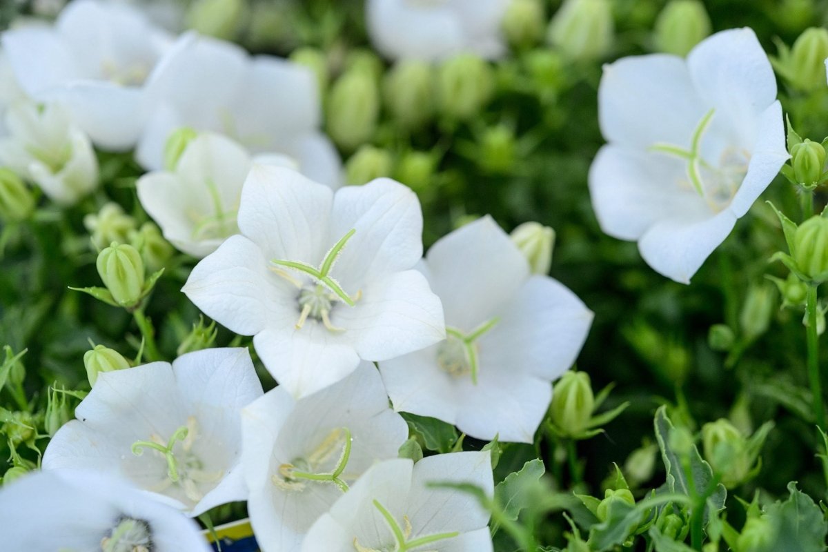 Clopoțelul Carpatic - Campanula Carpatica Carillon White - DocaPerene