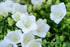 Clopoțelul Carpatic - Campanula Carpatica Carillon White - DocaPerene