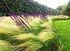 Coada de Ponei - Stipa Tenuifolia 'Pony Tails' - DocaPerene
