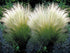 Coada de Ponei - Stipa Tenuifolia 'Pony Tails' - DocaPerene