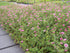 Coada Racului Târâtor - Potentilla Nepalensis - DocaPerene