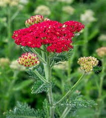 Coada - șoricelului – Achillea millefolium Skysail Red - DocaPerene