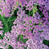 Coada Șoricelului Mov - Achillea Millefolium 'Lilac Beauty' - DocaPerene