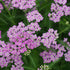 Coada Șoricelului Mov - Achillea Millefolium 'Lilac Beauty' - DocaPerene