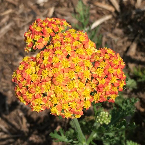Coada Șoricelului Portocalie - Achillea Millefolium 'Skysail Yellow' - DocaPerene
