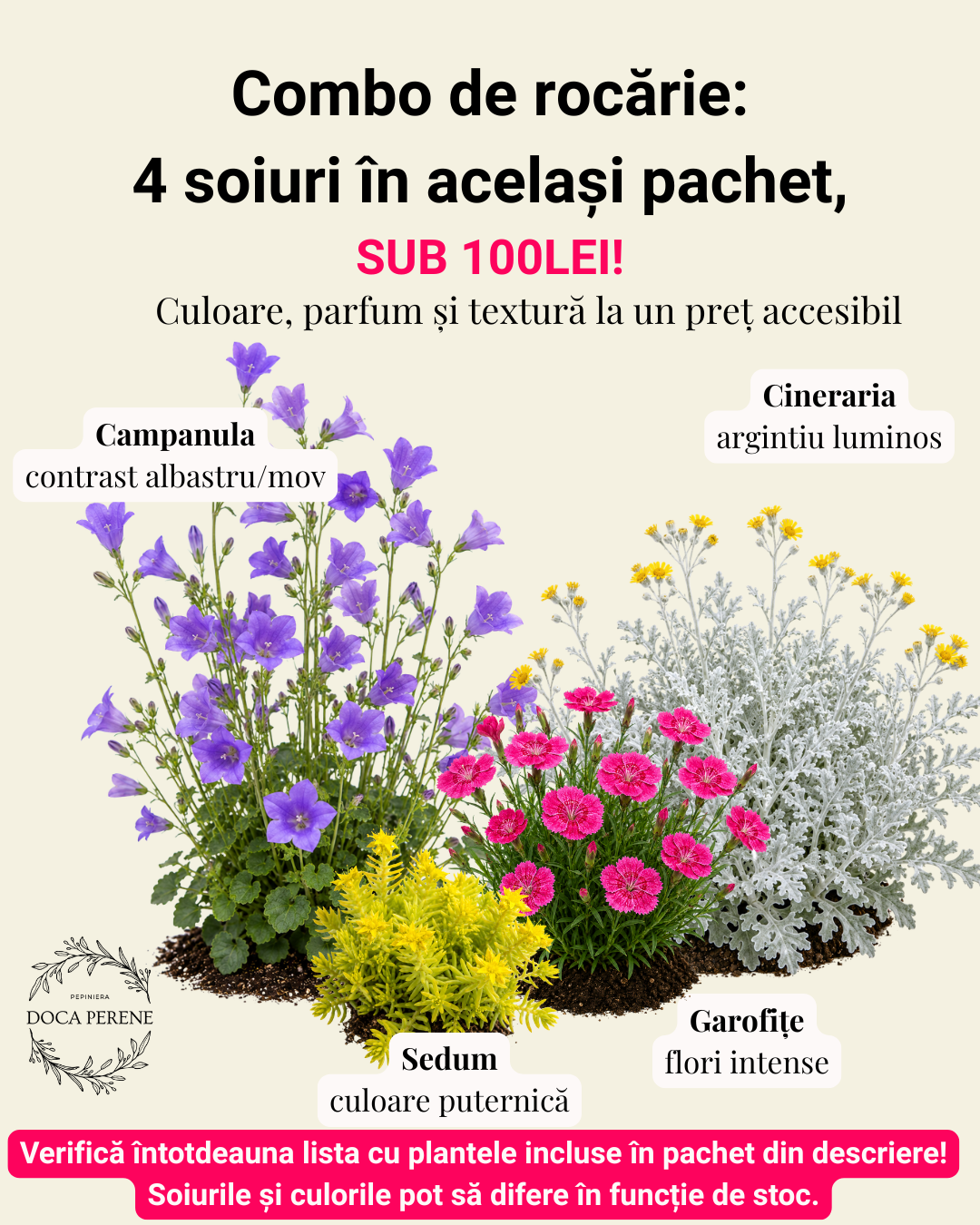 Sub 100lei: Combo de rocărie, 4 perene în același pachet