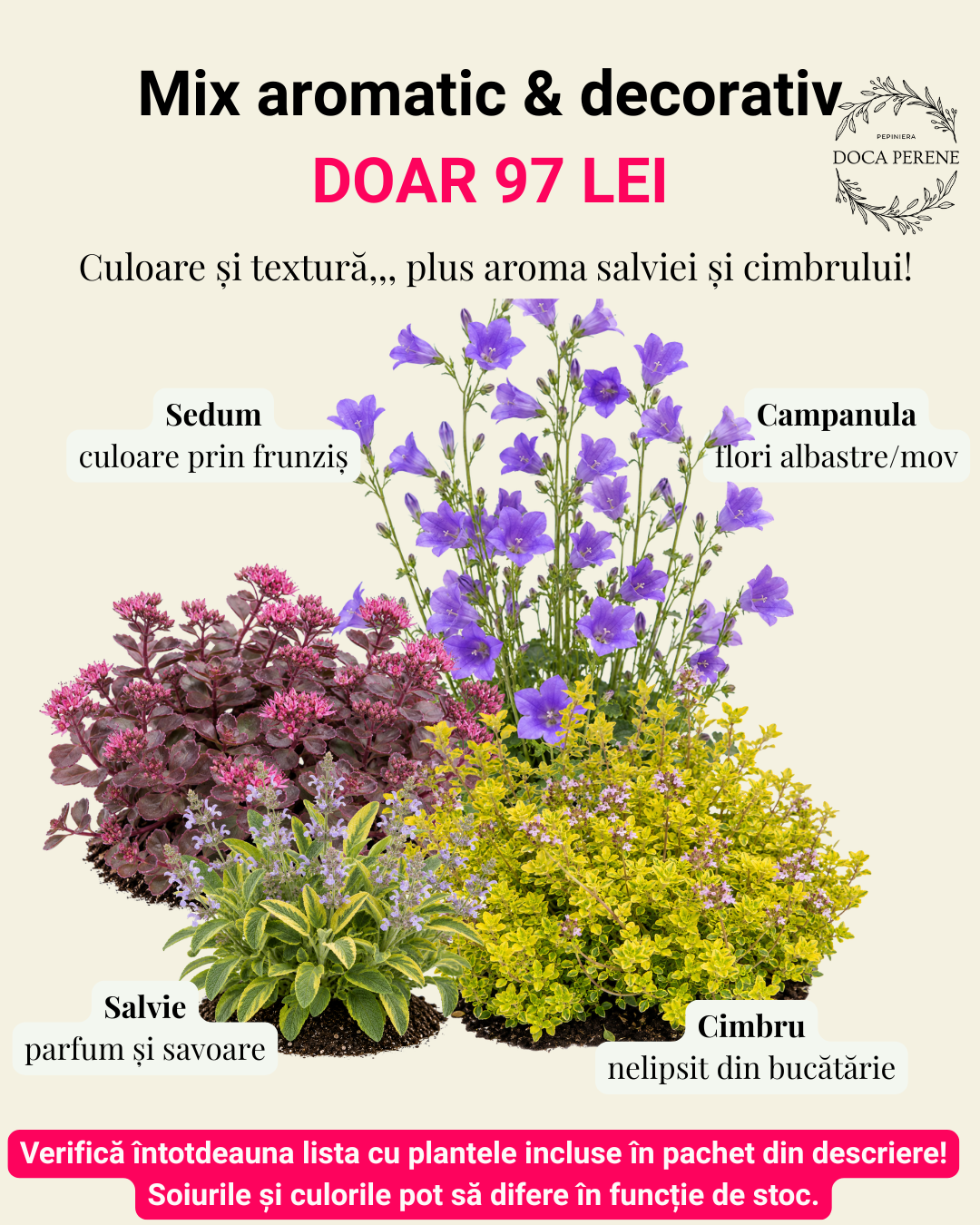 Doar 97lei: Combo aromatic & decorativ pentru SOARE