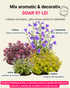 Doar 97lei: Combo aromatic & decorativ pentru SOARE
