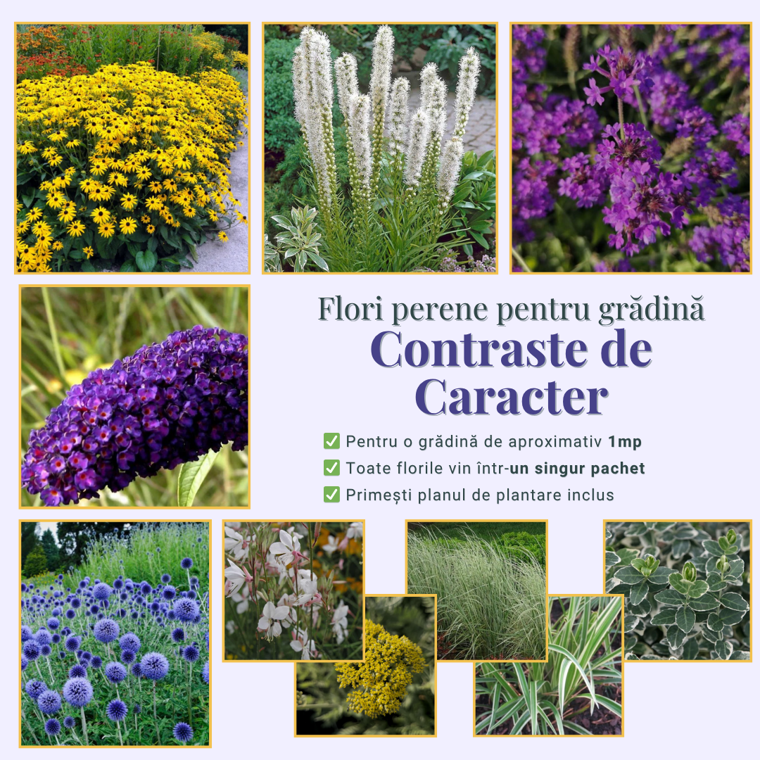 Contraste de caracter - Pachet de flori gata de plantat pt grădini mici