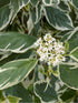 Corn Cu Frunze În Două Culori - Cornus Sibirica Variegata - DocaPerene