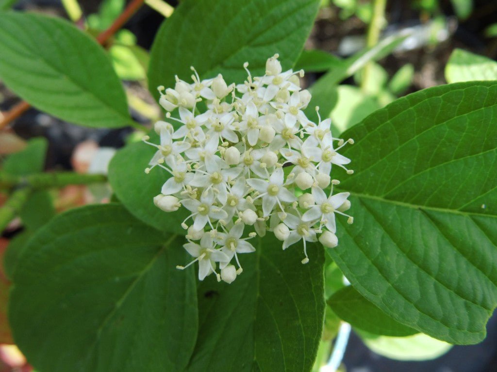 Corn Galben - Cornus Stolonifera 'Flaviramea' - DocaPerene