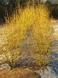Corn Galben - Cornus Stolonifera 'Flaviramea' - DocaPerene