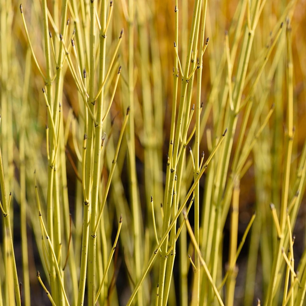 Corn Galben - Cornus Stolonifera 'Flaviramea' - DocaPerene