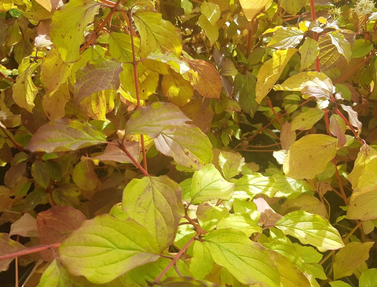 Corn Ornamental Portocaliu - Cornus Sanguinea 'Anny's Winter Orange' - DocaPerene