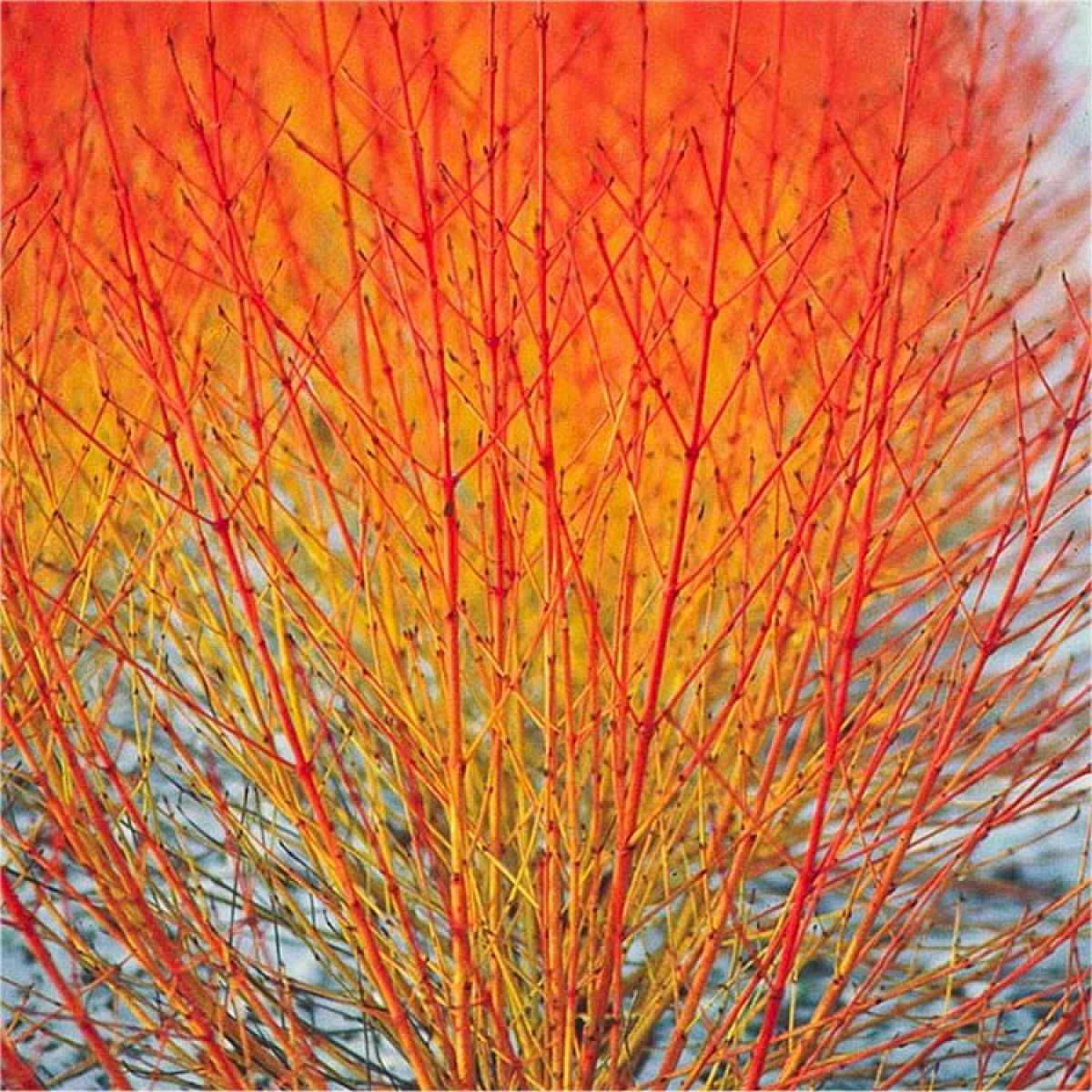 Corn Ornamental Portocaliu - Cornus Sanguinea 'Anny's Winter Orange' - DocaPerene