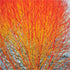 Corn Ornamental Portocaliu - Cornus Sanguinea 'Anny's Winter Orange' - DocaPerene