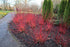 Corn Variegat - Cornus Alba 'Elegantissima' - DocaPerene