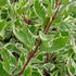 Corn Variegat - Cornus Alba 'Elegantissima' - DocaPerene