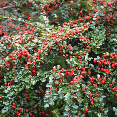 Cotoneaster târâtor - Cotoneaster Dammeri