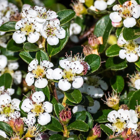 Cotoneaster târâtor - Cotoneaster Dammeri