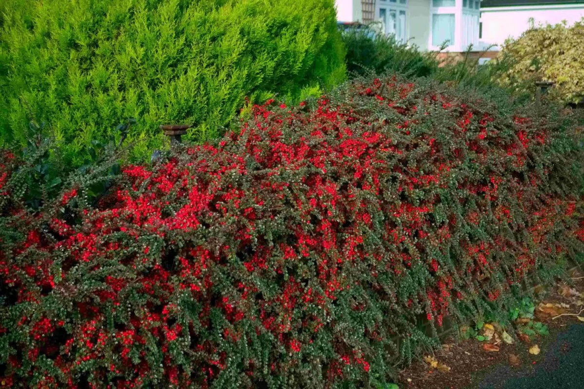 Cotoneaster Horizontalis - DocaPerene