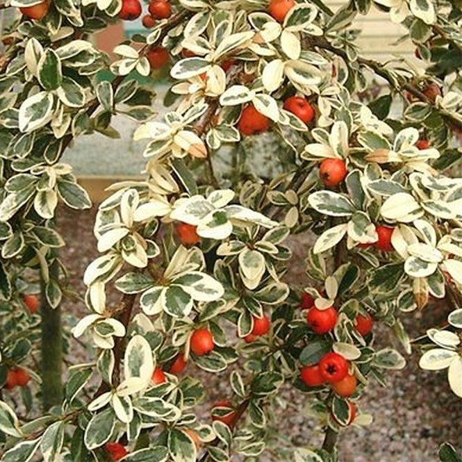 Cotoneaster - Cotoneaster horizontalis 'Variegatus'