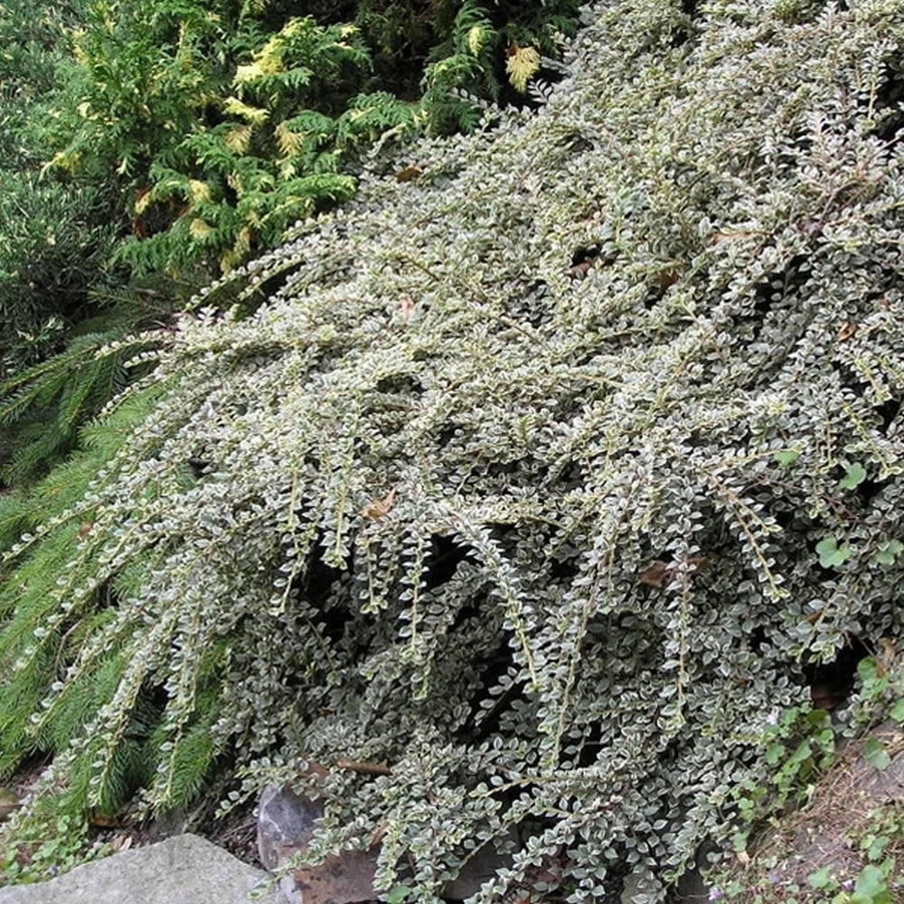 Cotoneaster - Cotoneaster horizontalis 'Variegatus'