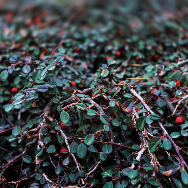 Cotoneaster târâtor – Cotoneaster procumbens Queen of Carpets