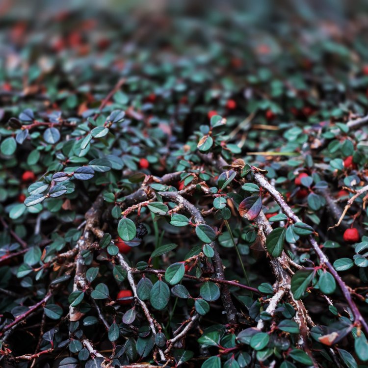 Cotoneaster - Cotoneaster procumbens 'Queen of Carpets'