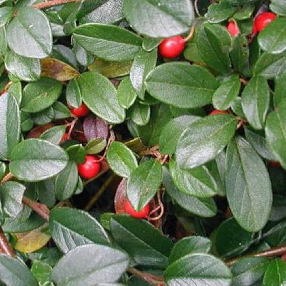 Cotoneaster Târâtor - Cotoneaster Dammeri
