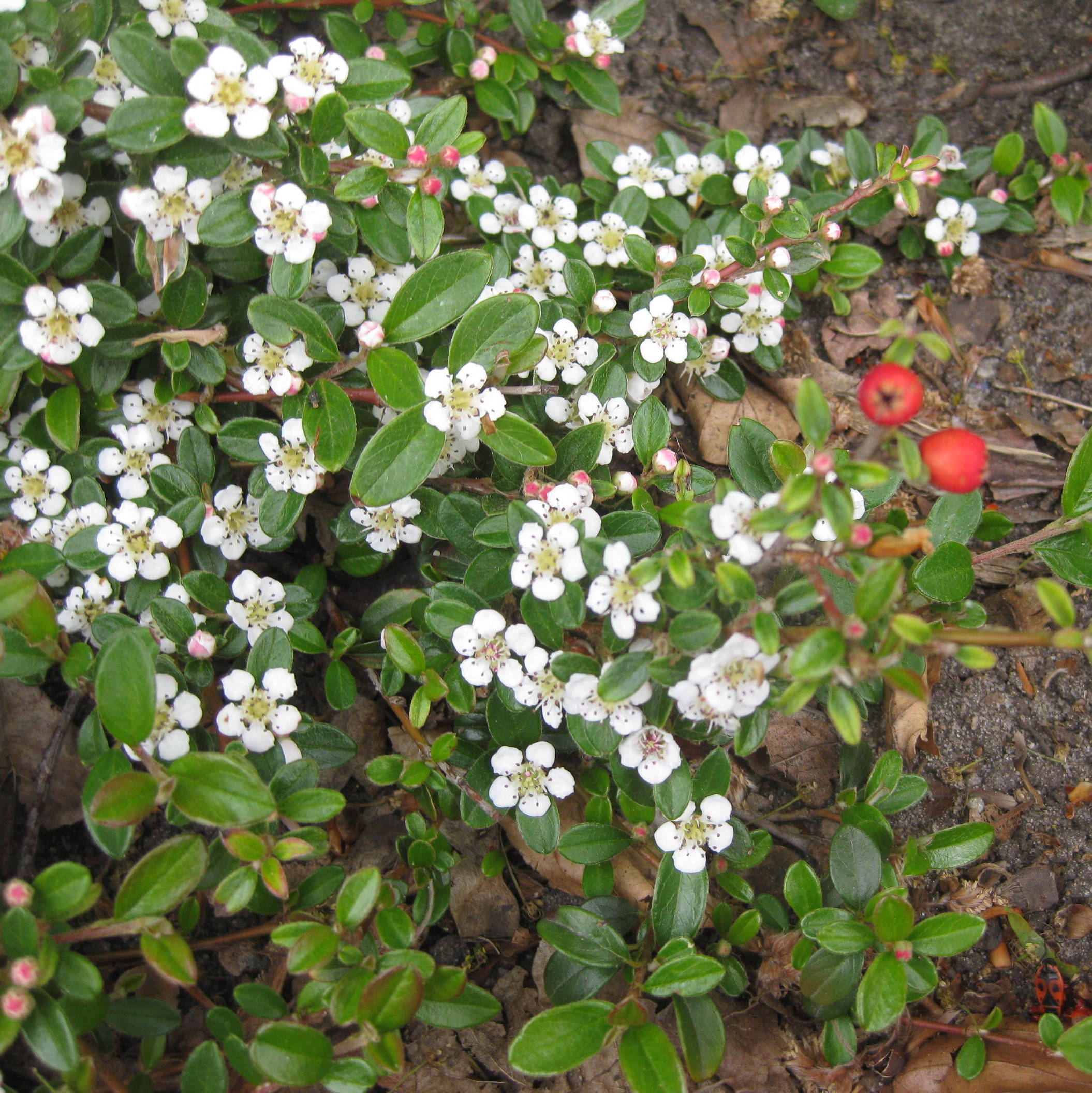 Cotoneaster Târâtor - Cotoneaster Dammeri