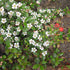 Cotoneaster Târâtor - Cotoneaster Dammeri