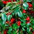 Cotoneaster Târâtor - Cotoneaster Dammeri
