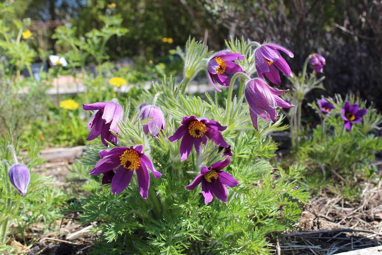Floarea Paștelui Mix - Pulsatilla Vulgaris