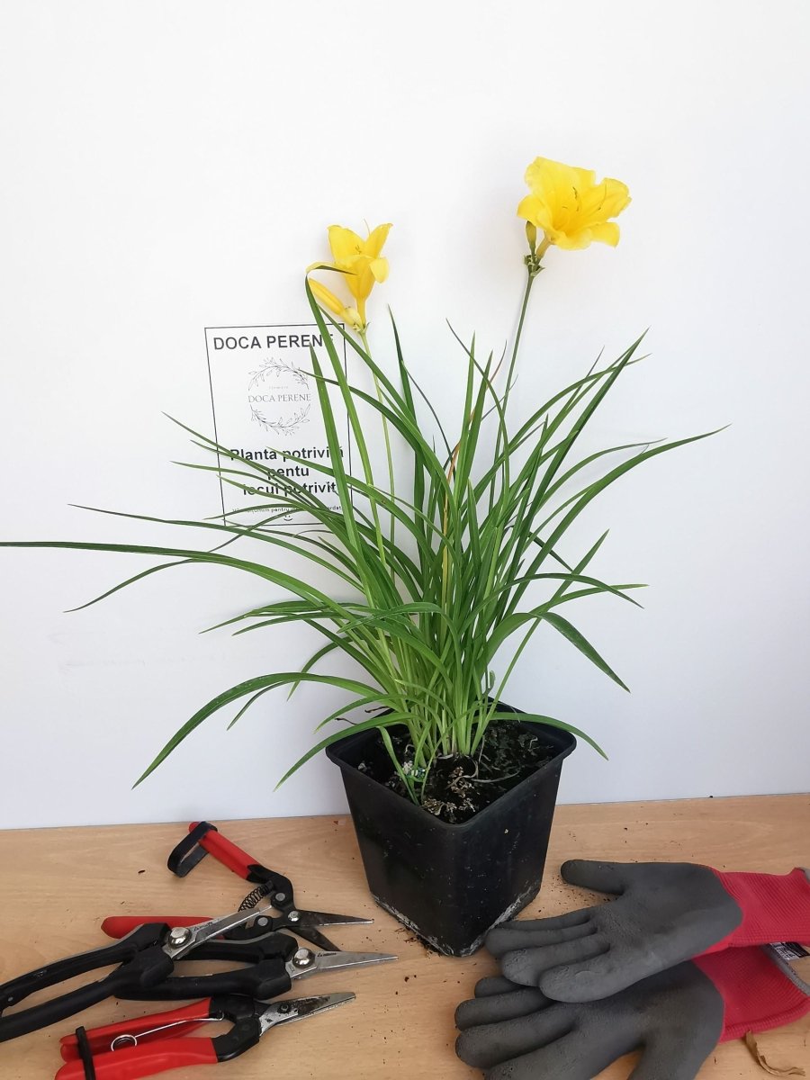 Crin de o zi Pitic - Hemerocallis Stella D'Oro - DocaPerene